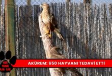 Akürem 650 Yaban Hayvanı Tedavisi Tamamladı