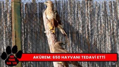 Akürem 650 Yaban Hayvanı Tedavisi Tamamladı