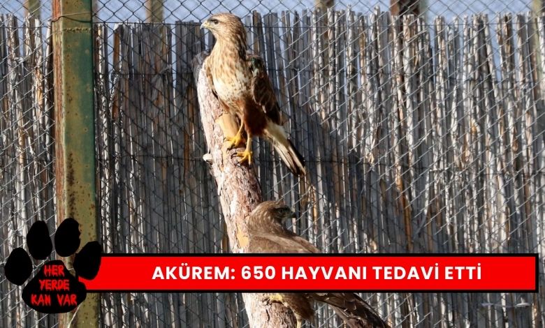 Akürem 650 Yaban Hayvanı Tedavisi Tamamladı