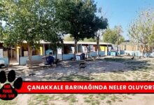 Çanakkale Hayvan Barınağı'nda Neler Oluyor