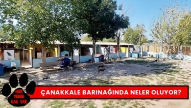 Çanakkale Hayvan Barınağı'nda Neler Oluyor