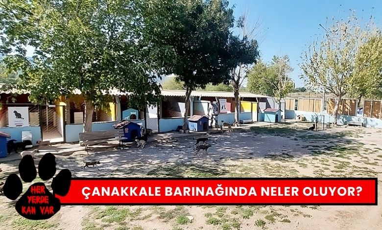 Çanakkale Hayvan Barınağı'nda Neler Oluyor