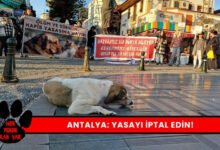 Hayvan Hakları Savunucuları Yasayı İptal Edin