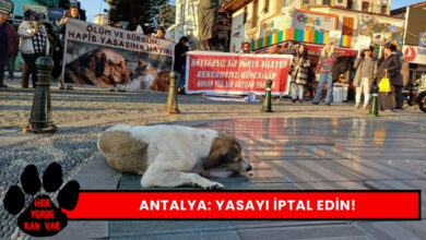 Hayvan Hakları Savunucuları Yasayı İptal Edin