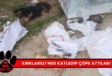 Kırklareli Hayvan Katliamı Katledip Çöpe Attılar!