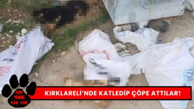 Kırklareli Hayvan Katliamı Katledip Çöpe Attılar!