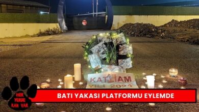 Kocaeli Batı Yakası Hayvan Hakları Platformu Eylemde