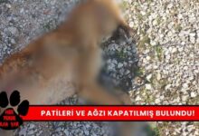 Manisa'da Hayvan Katliamı Patileri ve Ağzı Kapatılmış