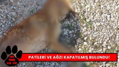 Manisa'da Hayvan Katliamı Patileri ve Ağzı Kapatılmış