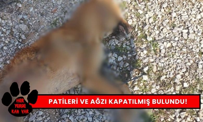 Manisa'da Hayvan Katliamı Patileri ve Ağzı Kapatılmış