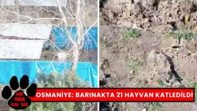 Osmaniye Belediye Barınağında Katliam Var