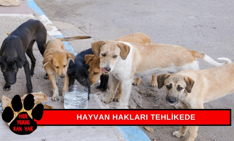 Sokak Hayvanları İçin Tartışmalı Ceza Düzeni Hayvan Hakları Tehlikede