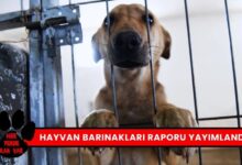 Türkiye Genelinde Belediye Hayvan Barınakları Raporu Yayımlandı