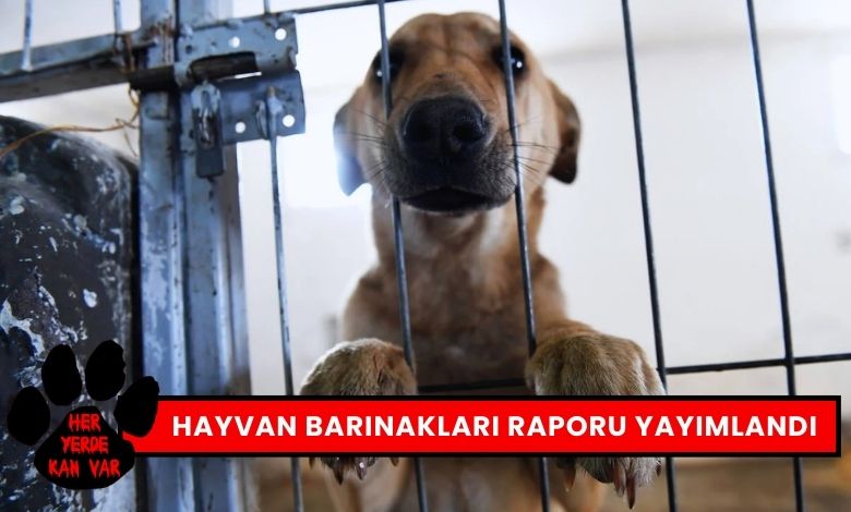 Türkiye Genelinde Belediye Hayvan Barınakları Raporu Yayımlandı