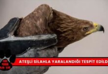 Yaralı Kaya Kartalı Ateşli Silahla Yaralandı