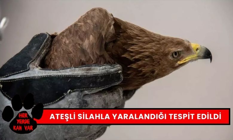 Yaralı Kaya Kartalı Ateşli Silahla Yaralandı