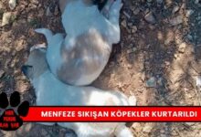 Kırşehir'de İki Köpek Kurtarıldı