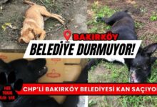 Botanik Park'ta Hayvan Katliamı! Bakırköy Belediyesi Durmuyor