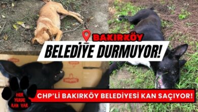 Botanik Park'ta Hayvan Katliamı! Bakırköy Belediyesi Durmuyor